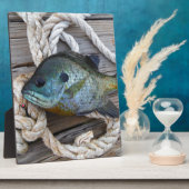 Blauwvintonijn op de haven en aan de touw fotoplaat (Zijkant)