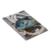 Blauwvintonijn op de haven en aan de touw notitieboek (Rechterzijde)