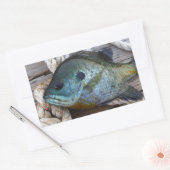 Blauwvintonijn op de haven en aan de touw rechthoekige sticker (Envelop)