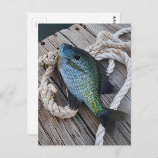 blauwvintonijn op het dok briefkaart (Voorkant / Achterkant)