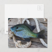 blauwvintonijn op het dok briefkaart (Voorkant / Achterkant)