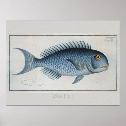 blauwvistekening terugtrekken poster (Voorkant)