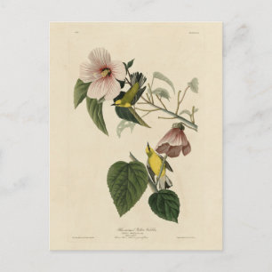 Blauwvleugelgelgelgelgelaarster - Audubon Birds Am Briefkaart