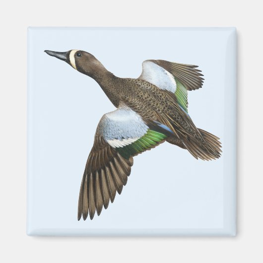 Blauwvleugelige Blauwgroen magneet (Voorkant)