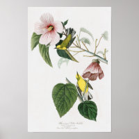 Blauwvleugelige gelige geelaarster Audubon Birds A