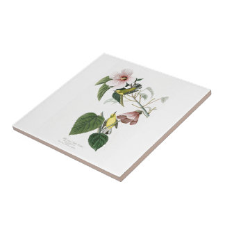 Blauwvleugelige gelige geelaarster Audubon Birds A Tegeltje