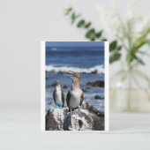 Blauwvoetboeien op de Galapagos-eilanden Briefkaart (Staand voorkant)