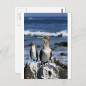 Blauwvoetboeien op de Galapagos-eilanden Briefkaart (Voorkant / Achterkant)