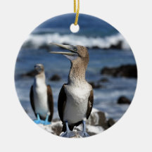 Blauwvoetboeien op de Galapagos-eilanden