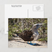 Blauwvoetgent met Ei Briefkaart (Voorkant / Achterkant)