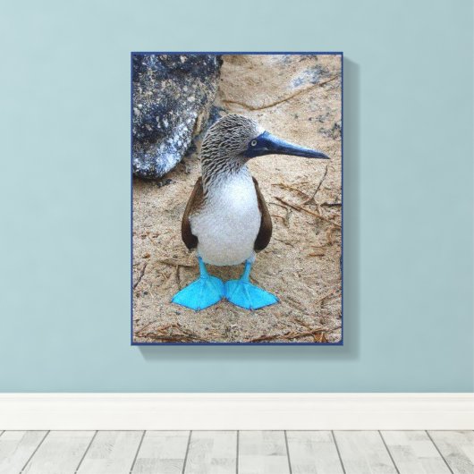 blauwvoetige booby canvas afdruk (Insitu (Houten vloer))