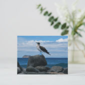 blauwvoetvogel briefkaart (Staand voorkant)
