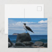 blauwvoetvogel briefkaart (Voorkant / Achterkant)