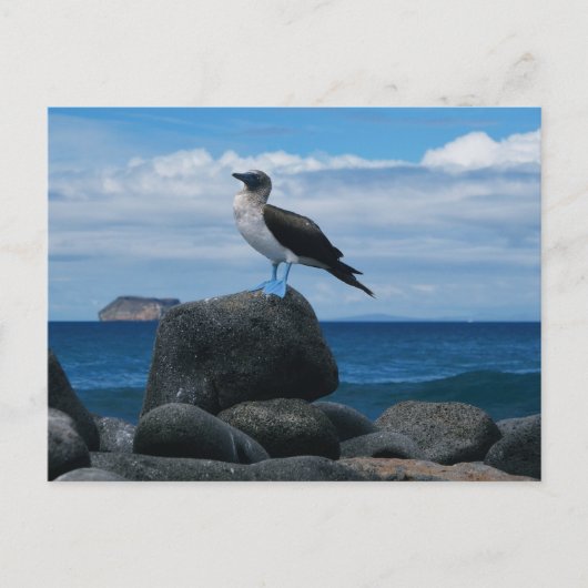 blauwvoetvogel briefkaart (Voorkant)
