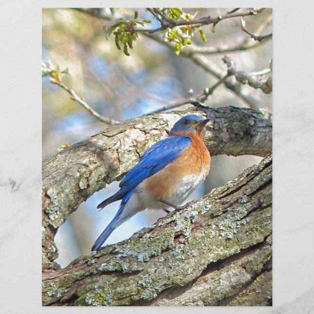 Blauwvogel (Voorkant)