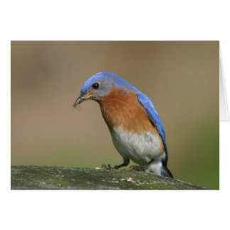 Blauwvogel