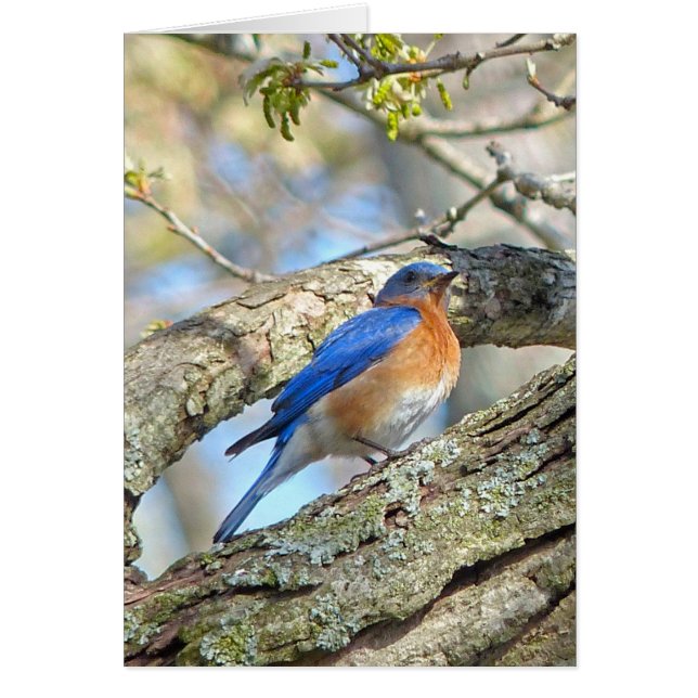 Blauwvogel (Voorkant)