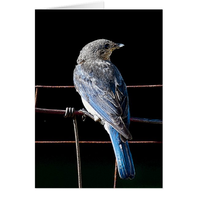 blauwvogel (Voorkant)