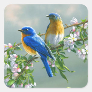 Blauwvogel. Amerikaans-Oosterse Blauwvogel Sialia  Vierkante Sticker