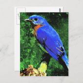 Blauwvogel Briefkaart (Voorkant / Achterkant)