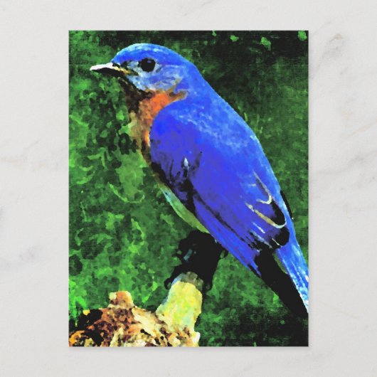 Blauwvogel Briefkaart (Voorkant)