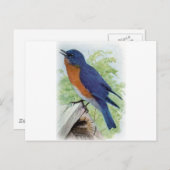 Blauwvogel Briefkaart (Voorkant / Achterkant)