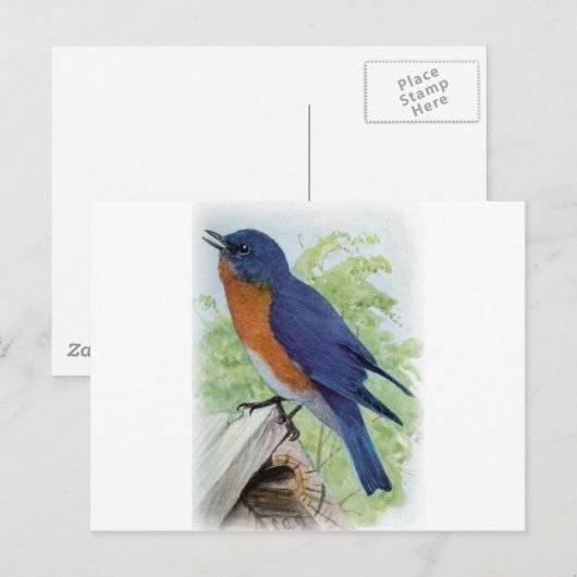Blauwvogel Briefkaart (Voorkant / Achterkant)