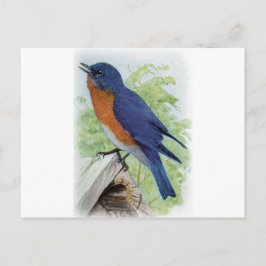 Blauwvogel Briefkaart