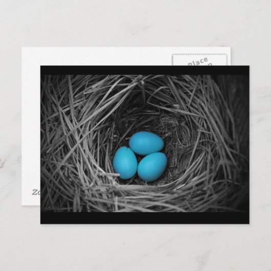 Blauwvogel Briefkaart (Voorkant / Achterkant)