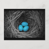 Blauwvogel Briefkaart (Voorkant)