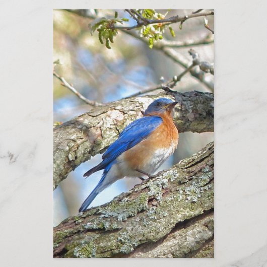 Blauwvogel Briefpapier (Voorkant)