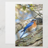 Blauwvogel Briefpapier (Voorkant / Achterkant)