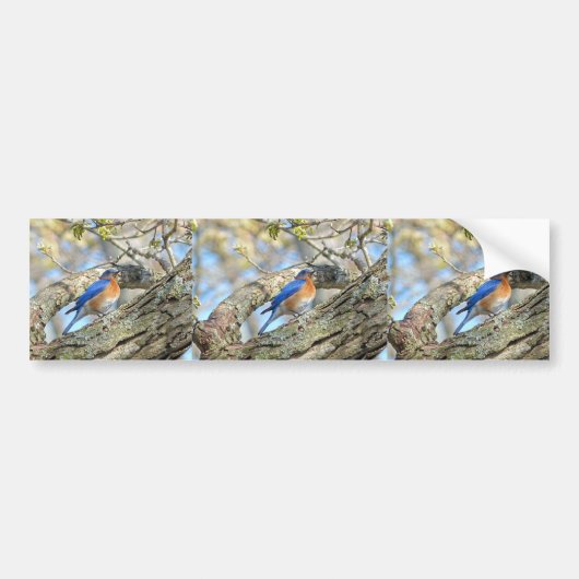 Blauwvogel Bumpersticker (Voorkant)