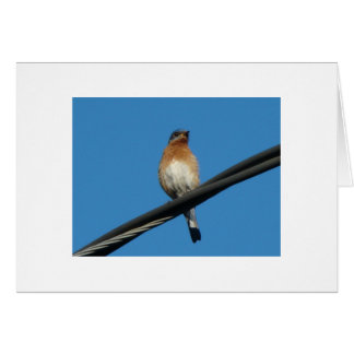 Blauwvogel, die je een dag van geluk geeft