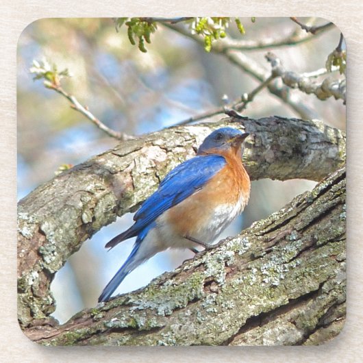 Blauwvogel Drankjes Onderzetter (Voorkant)
