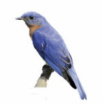 Blauwvogel Fotobeeldje Ornament<br><div class="desc">Een  acryloosterdvogel ornament</div>