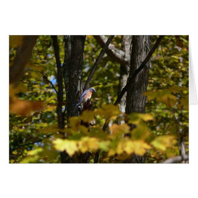 Blauwvogel in de zon (Voorkant Horizontaal)