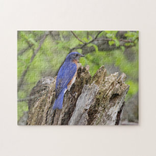 Blauwvogel Legpuzzel