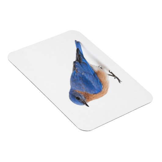 Blauwvogel Magneet (Rechterzijde)