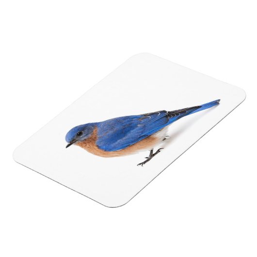 Blauwvogel Magneet (Linkerzijde)