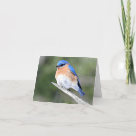 Blauwvogel op de schors binnenin kaart