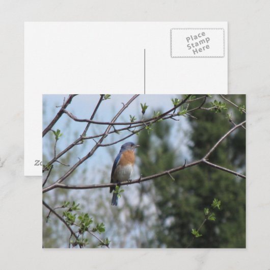 Blauwvogel op een boom briefkaart (Voorkant / Achterkant)