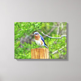 Blauwvogel op een omheining post canvas afdruk