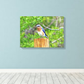 Blauwvogel op een omheining post canvas afdruk (Insitu (Houten vloer))