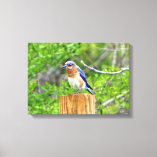 Blauwvogel op een omheining post canvas afdruk