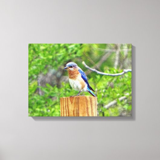 Blauwvogel op een omheining post canvas afdruk (Voorkant)