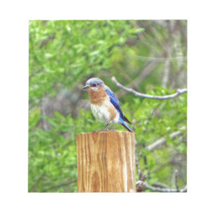 Blauwvogel op een omheining post notitieblok