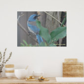 Blauwvogel op een vertakking poster (Keuken)
