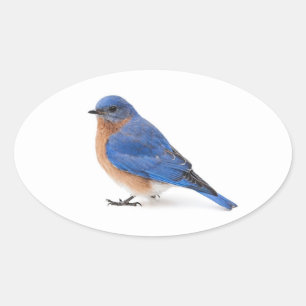 Blauwvogel Ovale Sticker