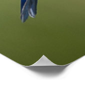 Blauwvogel Poster (Hoek)